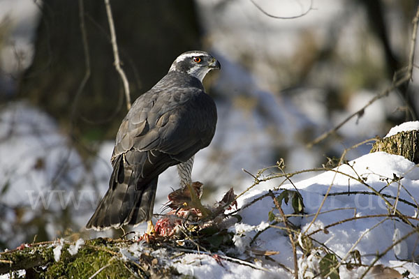 Habicht (Accipiter gentilis)