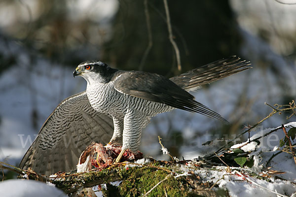 Habicht (Accipiter gentilis)