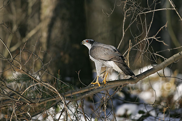 Habicht (Accipiter gentilis)