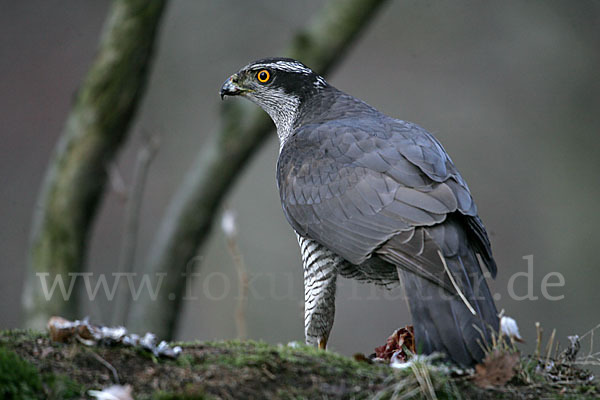 Habicht (Accipiter gentilis)