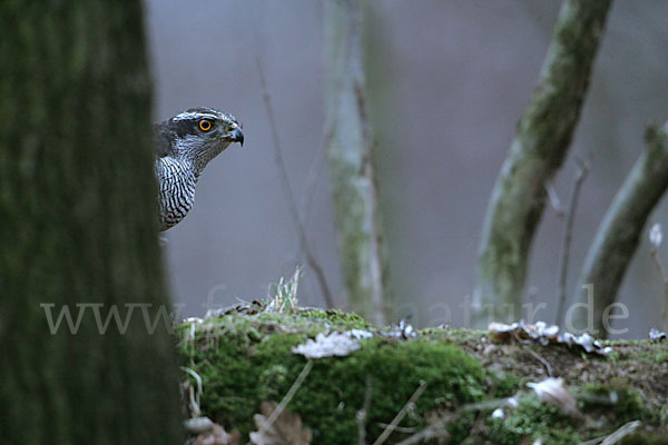 Habicht (Accipiter gentilis)