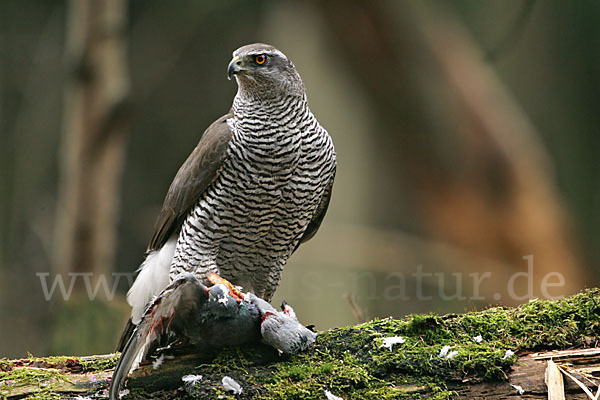 Habicht (Accipiter gentilis)