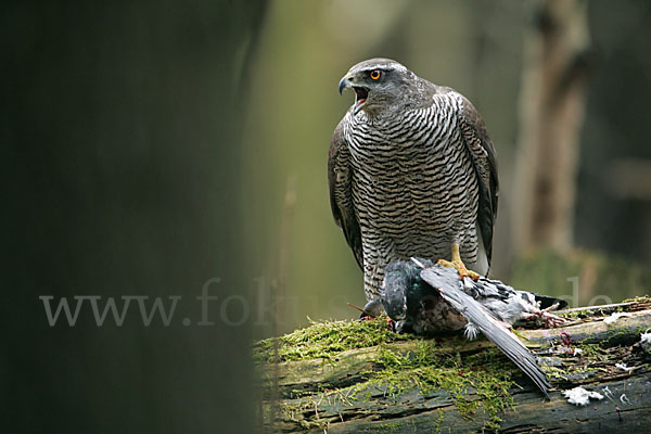 Habicht (Accipiter gentilis)