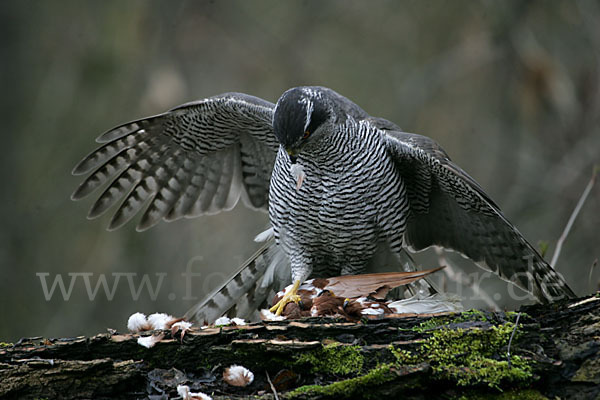 Habicht (Accipiter gentilis)