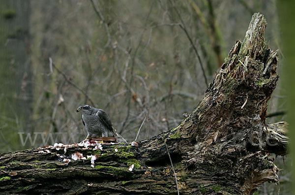 Habicht (Accipiter gentilis)