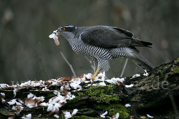 Habicht (Accipiter gentilis)