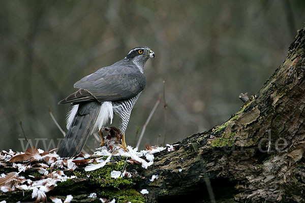 Habicht (Accipiter gentilis)