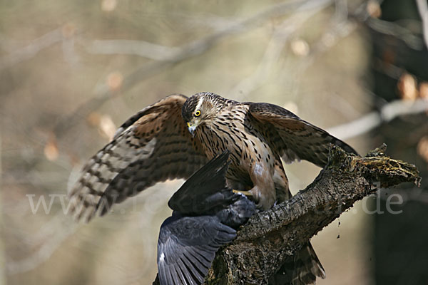 Habicht (Accipiter gentilis)