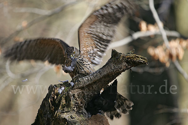 Habicht (Accipiter gentilis)