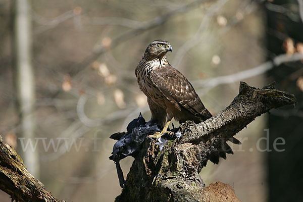 Habicht (Accipiter gentilis)