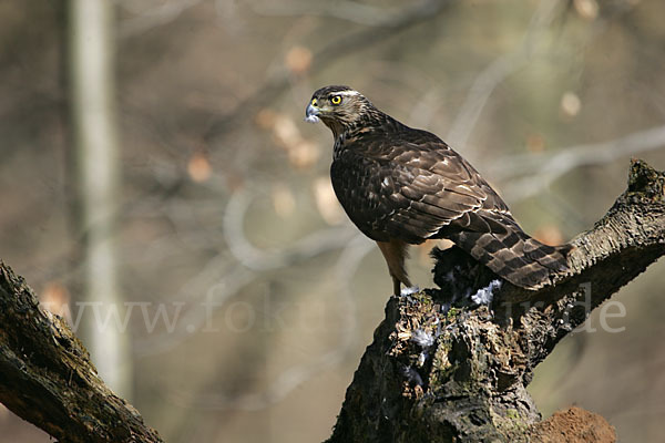 Habicht (Accipiter gentilis)