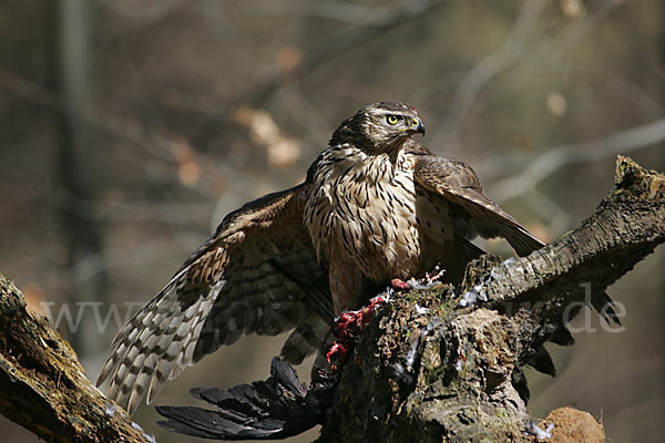 Habicht (Accipiter gentilis)