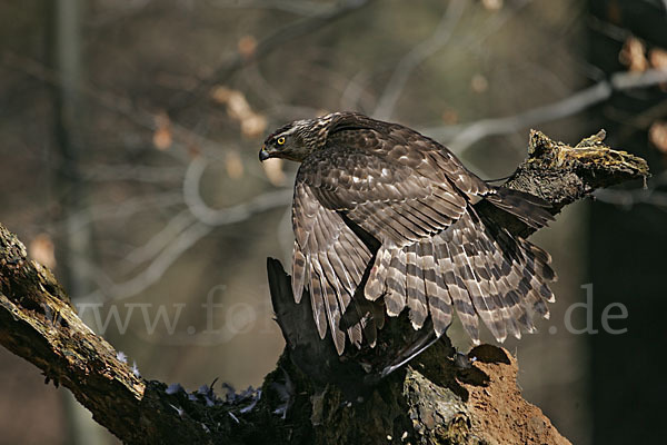 Habicht (Accipiter gentilis)