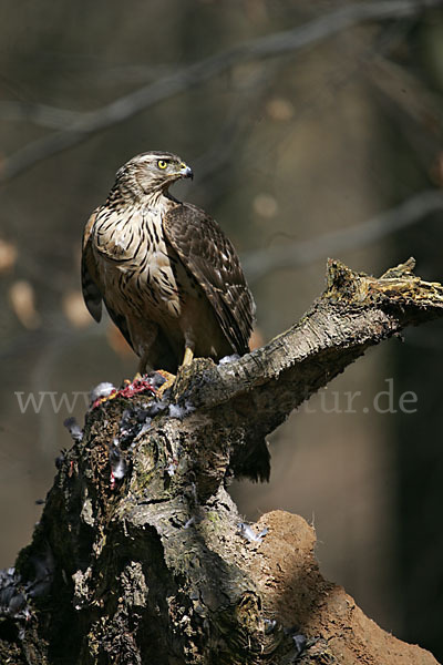 Habicht (Accipiter gentilis)