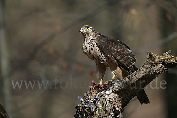 Habicht (Accipiter gentilis)