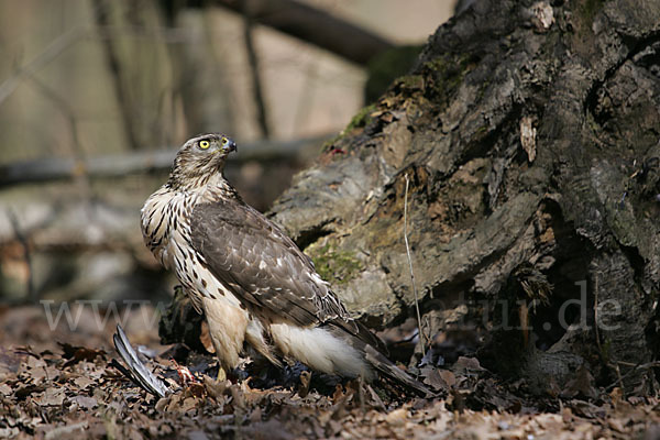 Habicht (Accipiter gentilis)