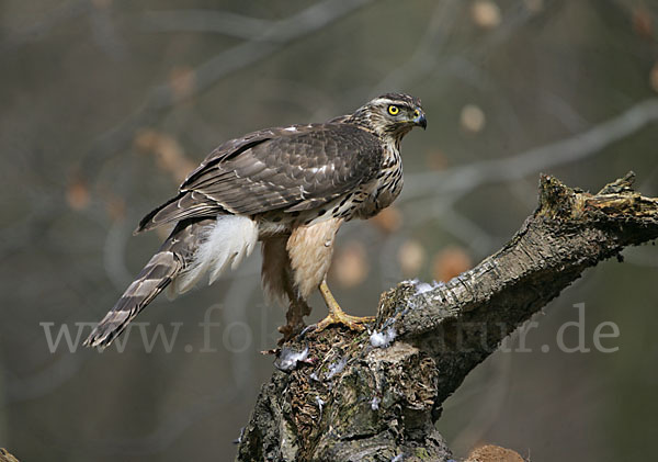 Habicht (Accipiter gentilis)