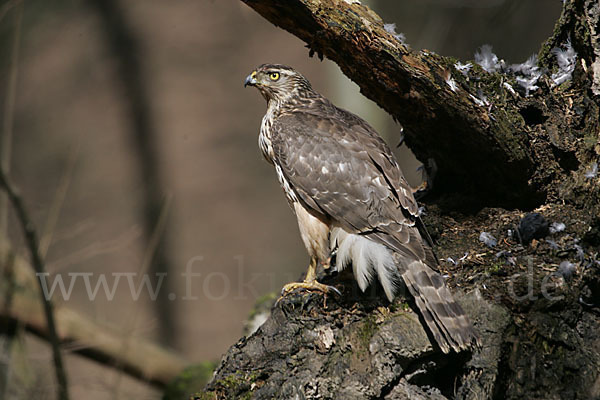 Habicht (Accipiter gentilis)