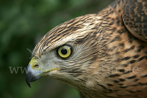 Habicht (Accipiter gentilis)