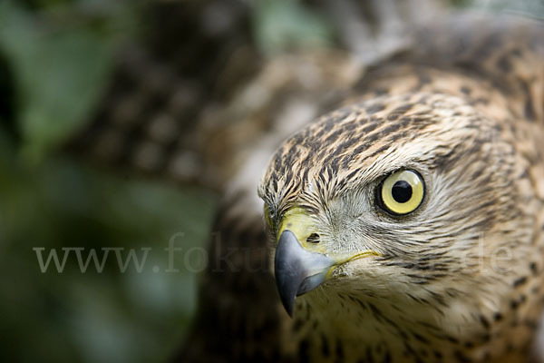 Habicht (Accipiter gentilis)