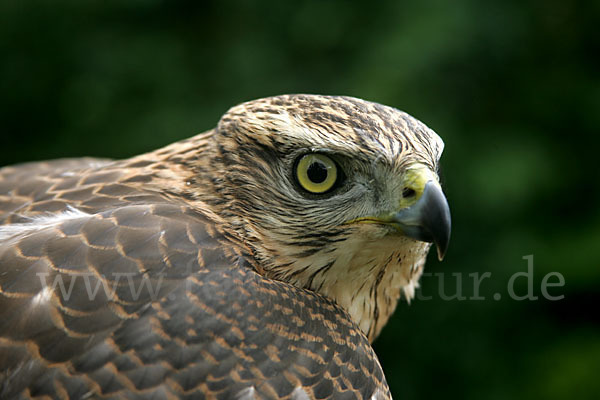 Habicht (Accipiter gentilis)