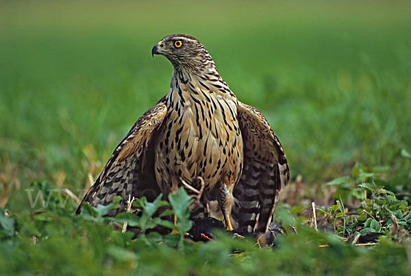 Habicht (Accipiter gentilis)