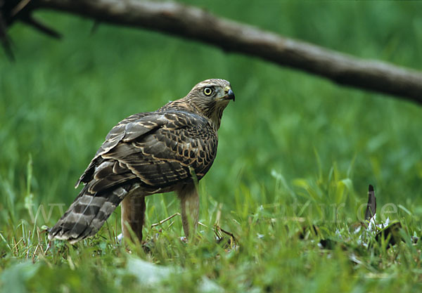 Habicht (Accipiter gentilis)