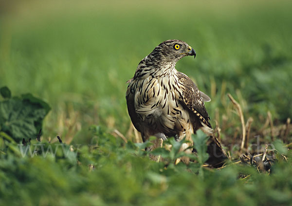 Habicht (Accipiter gentilis)