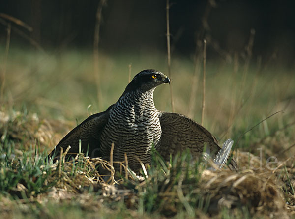 Habicht (Accipiter gentilis)