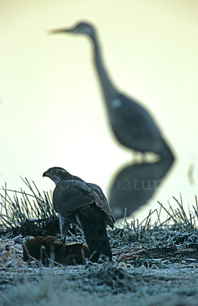 Habicht (Accipiter gentilis)