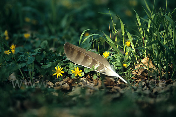 Habicht (Accipiter gentilis)