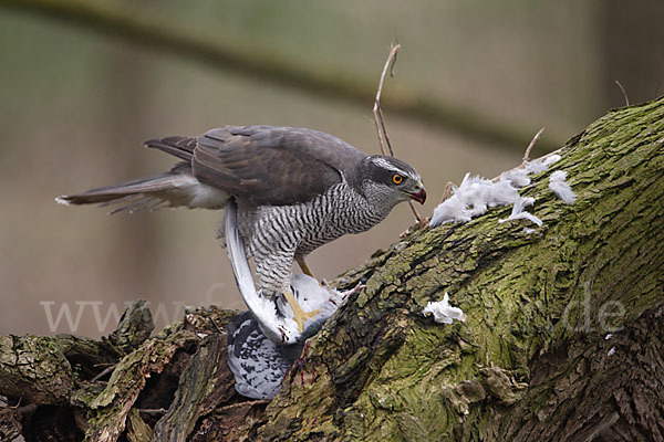 Habicht (Accipiter gentilis)