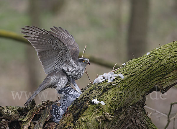 Habicht (Accipiter gentilis)