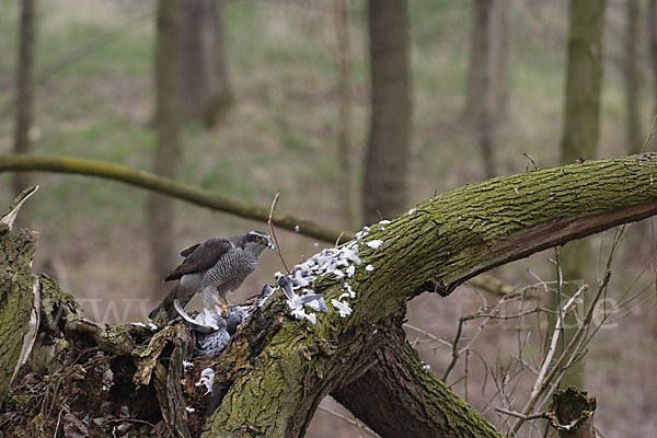 Habicht (Accipiter gentilis)