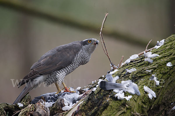 Habicht (Accipiter gentilis)