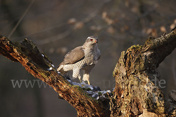 Habicht (Accipiter gentilis)