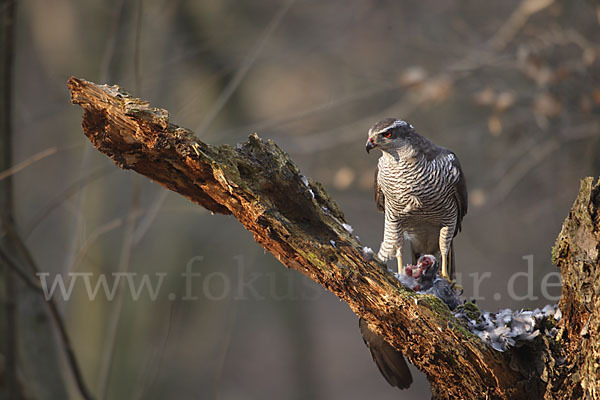 Habicht (Accipiter gentilis)