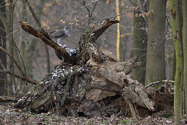 Habicht (Accipiter gentilis)