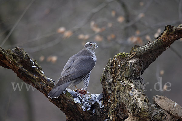 Habicht (Accipiter gentilis)