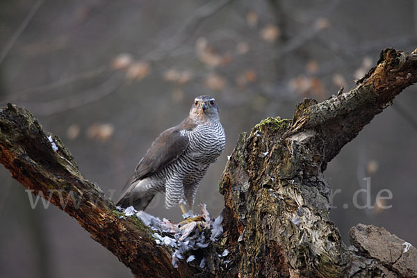 Habicht (Accipiter gentilis)