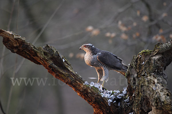 Habicht (Accipiter gentilis)