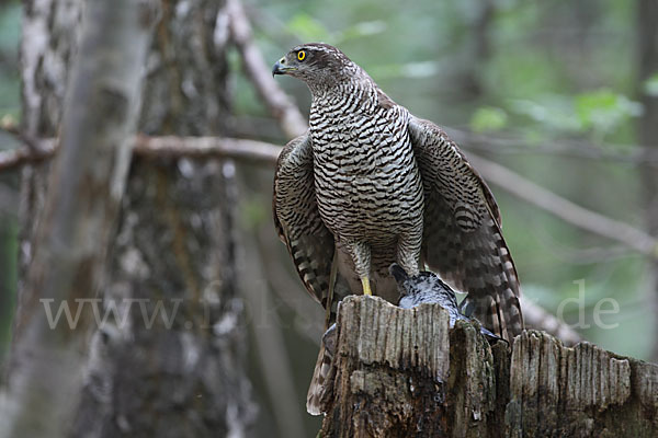 Habicht (Accipiter gentilis)