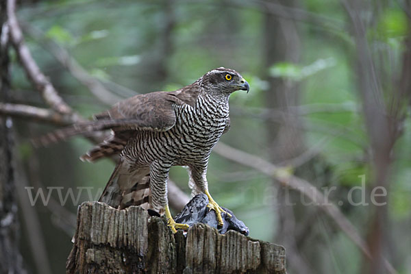 Habicht (Accipiter gentilis)