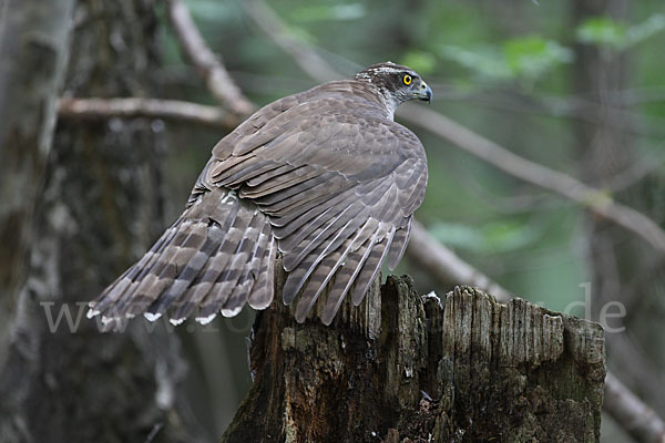 Habicht (Accipiter gentilis)