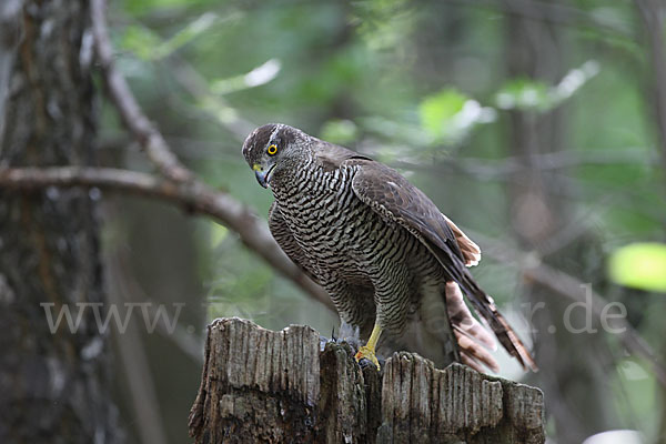 Habicht (Accipiter gentilis)