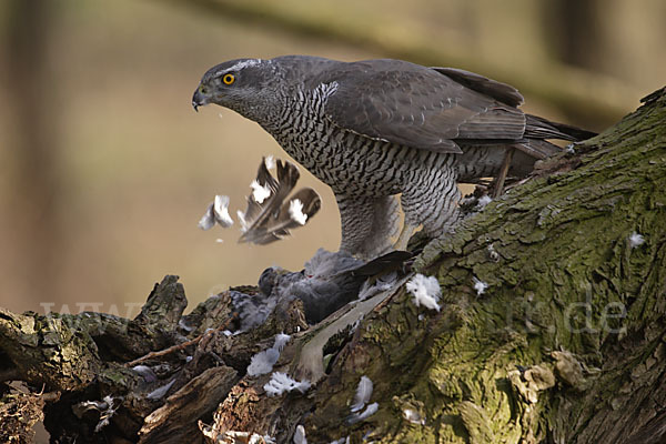 Habicht (Accipiter gentilis)