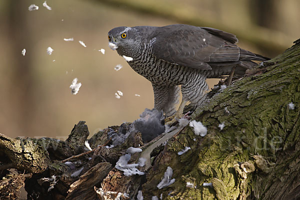 Habicht (Accipiter gentilis)