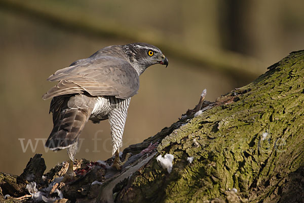 Habicht (Accipiter gentilis)