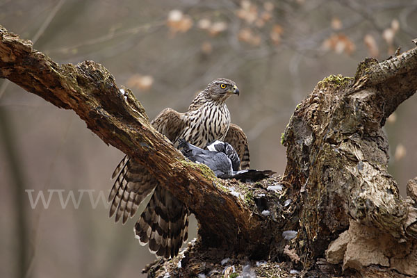 Habicht (Accipiter gentilis)