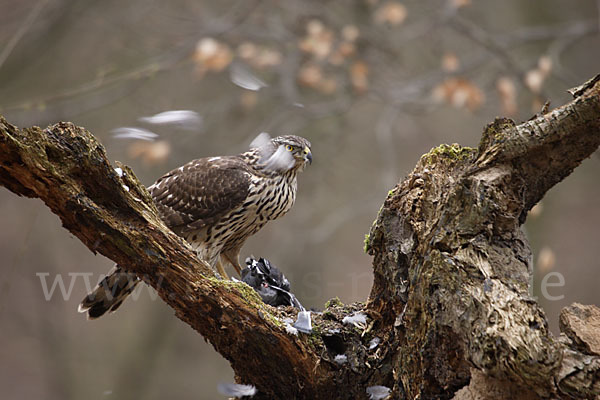 Habicht (Accipiter gentilis)